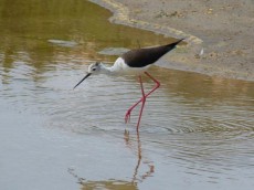 Humedal del Delta del Ebro