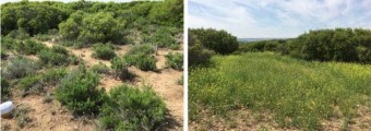 Coscojar con romeros (izqda.) y plantas nitr�filas en expansi�n (dcha.)
