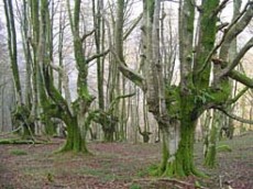 Hayedo en el Se�or�o de Bertiz (Navarra)