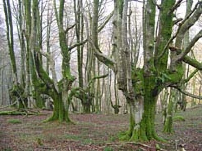 Hayedo en el Se�or�o de Bertiz (Navarra)