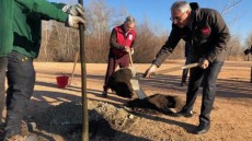 Trabajos de reforestaci�n