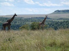 Reserva Natural Mas�i Mara (Kenia)