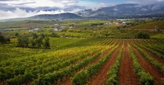 Vi�edos en El Bierzo