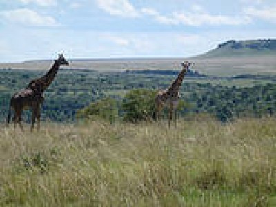 Reserva Natural Mas�i Mara (Kenia)