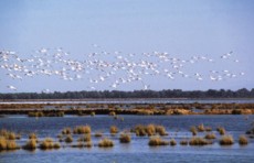 Marismas de Do�ana